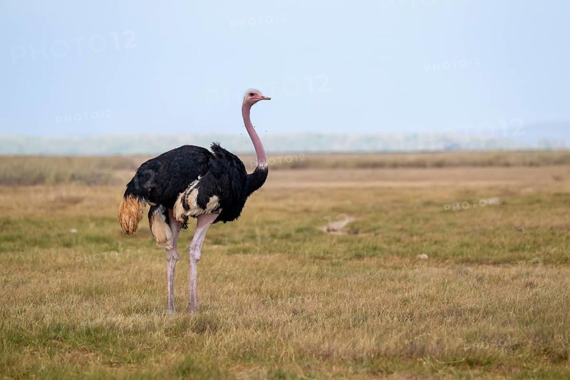 African ostrich, Maasai ostrich (Struthio camelus massaicus), adult male, in the savanna, Amboseli National Park, Rift Valley Province, Kenya