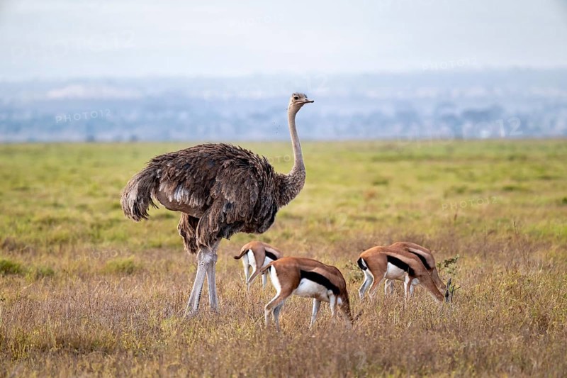 African ostrich, Maasai ostrich (Struthio camelus massaicus), adult female, and Eastern Thomson gazelles (Eudorcas thomsonii) grazing in the savanna, Amboseli National Park, Rift Valley Province, Kenya