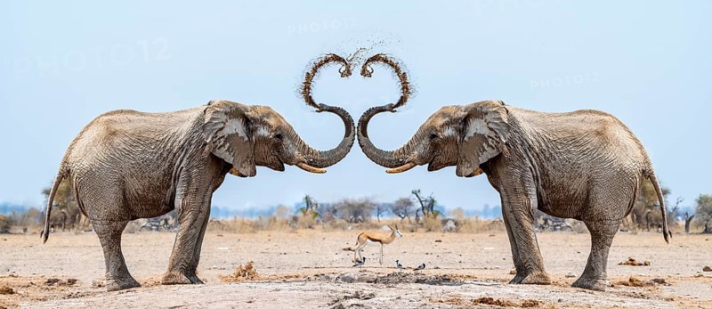 Photo montage, African elephant (Loxodonta africana), adult males facing each other, splashing themselves with heart-shaped water, Nxai Pan National Park, Botswana
