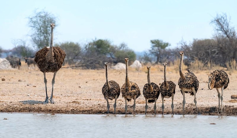 African ostrich (Struthio camelus), mother and six juvenile young animals, animal family, group drinking at the waterhole, Nxai Pan National Park, Botswana
