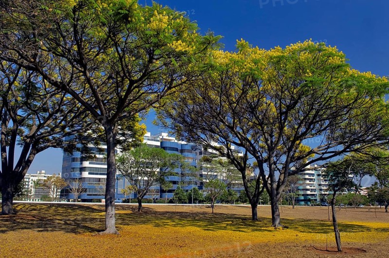 Eixo Rodoviário Norte - Árvores Floridas, Brasilia, DF, Brazil