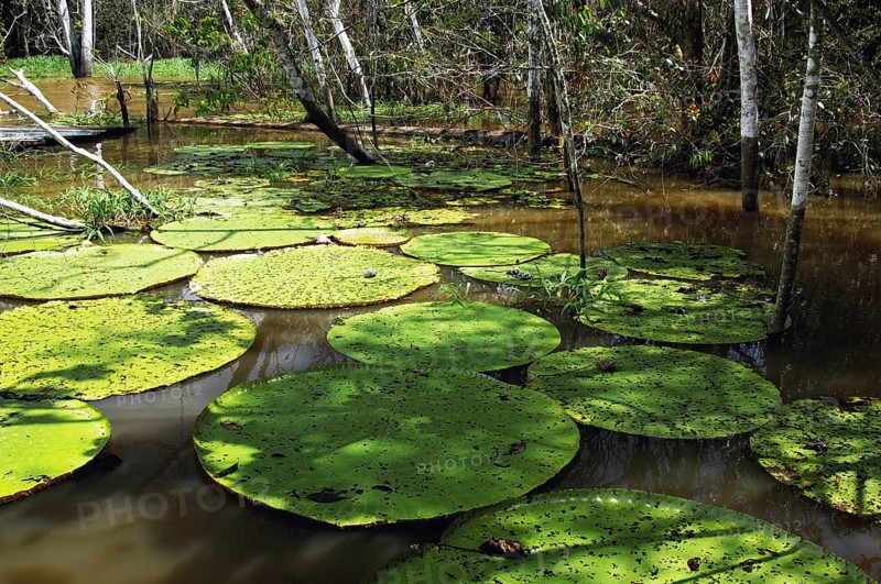 Water Lily, Manaus, Amazonas, Brazil