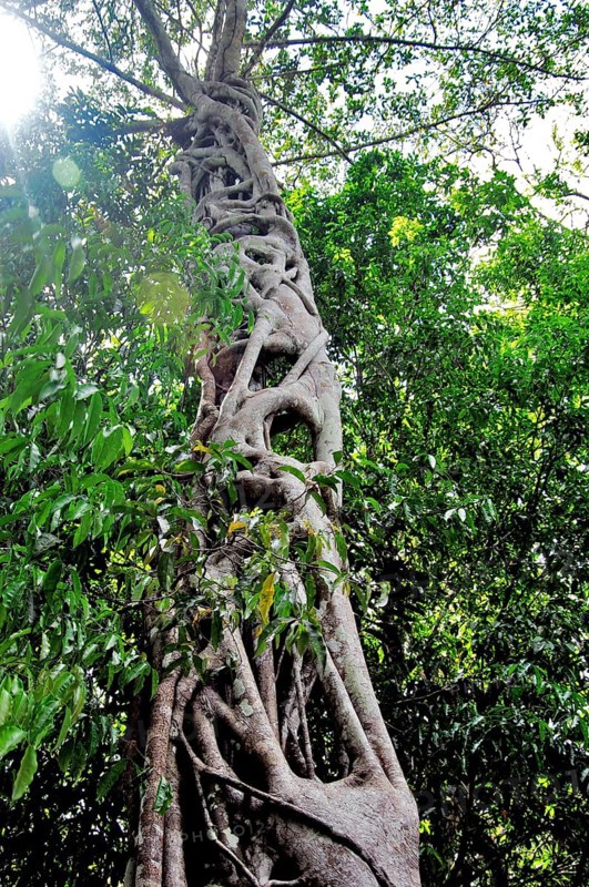 Parque Ecológico do Lago Janauari, Manaus, Amazonas, Brazil