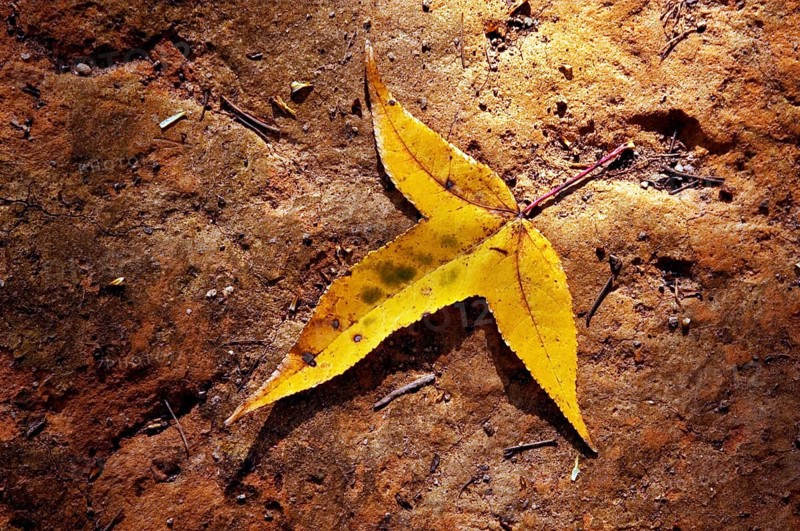 Liquidâmbar leaf, Liquidambar Styraciflua, Santo Antônio do Pinhal, São Paulo, Brazil