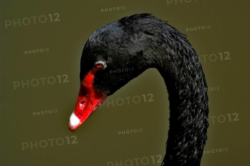 Black Swan, Ibirapuera Park, São Paulo, Brazil