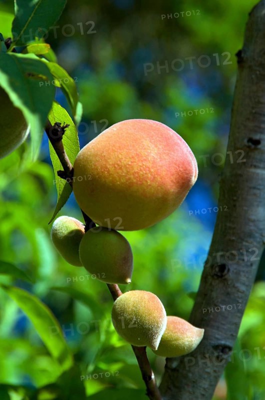 Peachs, Prunus Persica, Santo Antônio do Pinhal, São Paulo, Brazil
