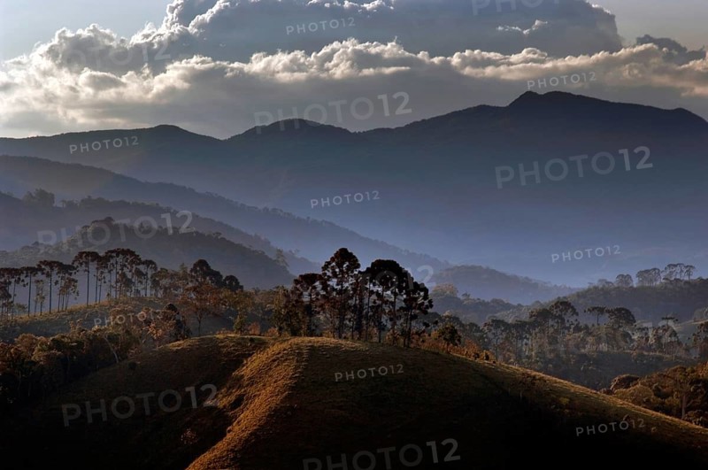 Araucárias, Serra da Mantiqueira, Santo Antônio do Pinhal, São Paulo, Brazil