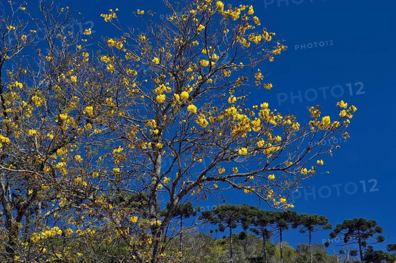 Ipê Amarelo Flower, Tabebuia Alba, Santo Antônio do Pinhal, São Paulo, Brazil