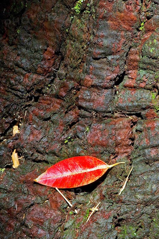 Eucalyptus trunk, Ibirapuera Park, São Paulo, Brazil