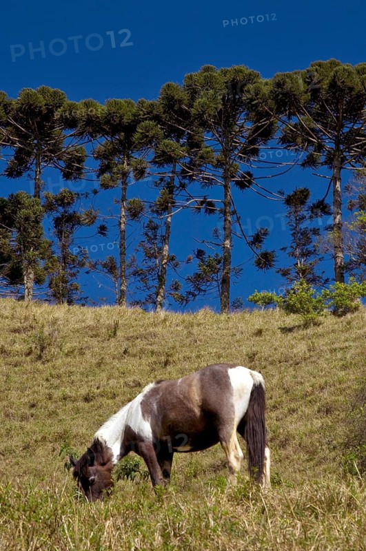 Araucária, Santo Antônio do Pinhal, São Paulo, Brazil