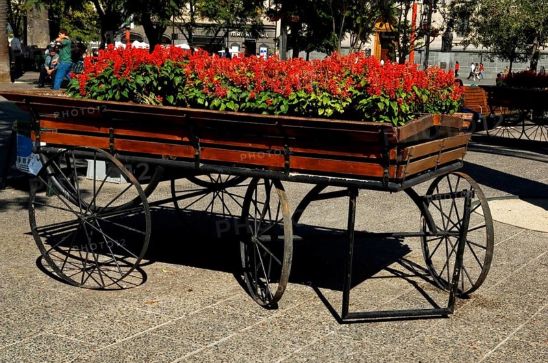 Wagon of Flowers, Armas Square, Santiago, Chile