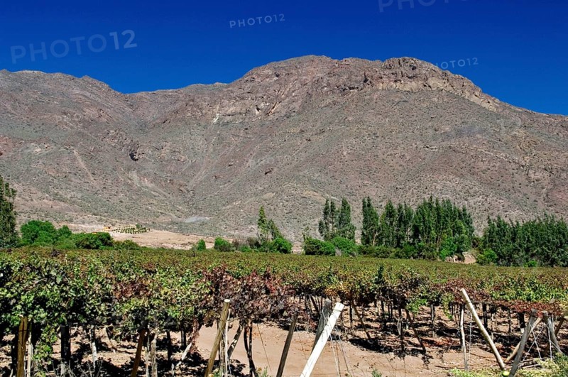 Grapes Plantation, Concepción, Vicuña, Chile