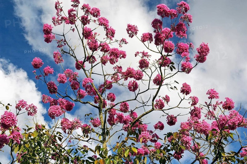 Ipê-roxo-de-bola, Tabebuia Impetiginosa, Eixo Monumental, Brasília, DF, Brazil