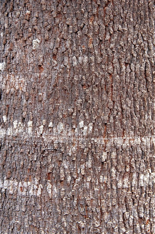 Trunk, Copaíba, Distrito Federal, Brasília, Brazil