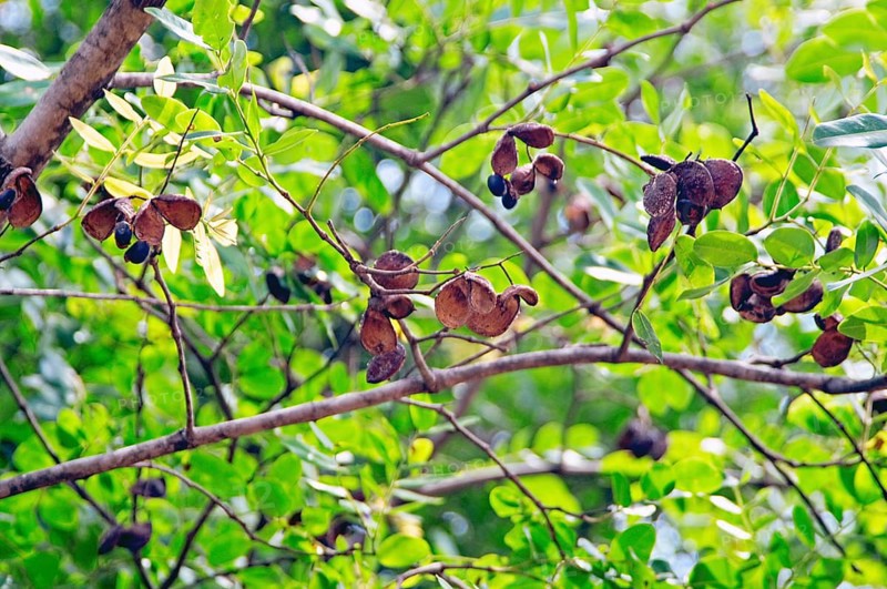 Seed of Copaíba, Distrito Federal, Brasília, Brazil