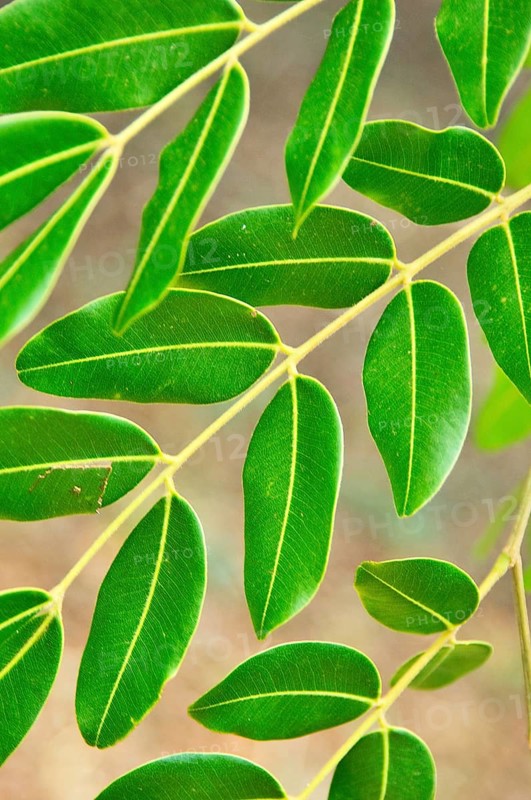 Leaves, Copaíba, Distrito Federal, Brasília, Brazil
