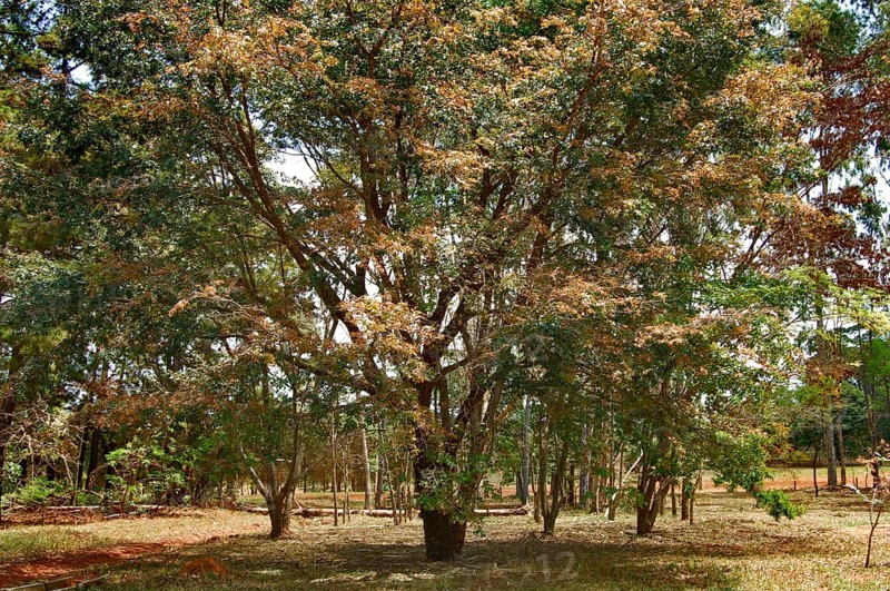Tree, Copaíba, Distrito Federal, Brasília, Brazil