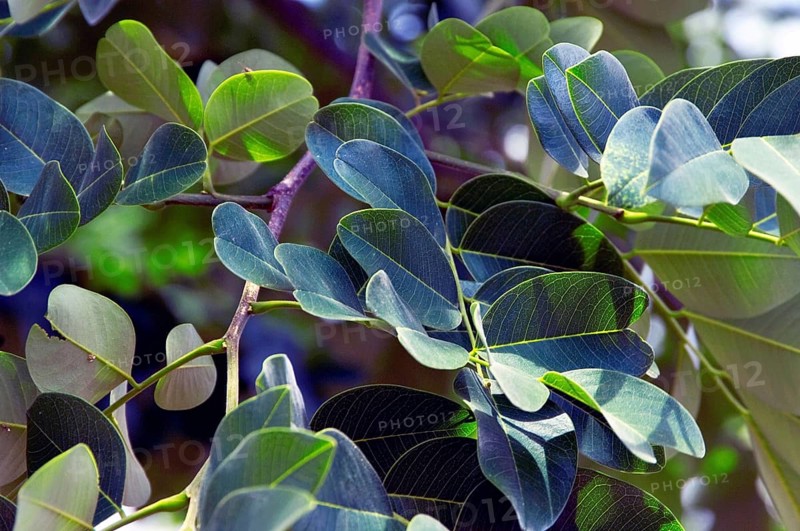 Leaves, Copaíba, Distrito Federal, Brasília, Brazil