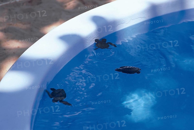 Turtles, Forte Beach, S.J. da Mata, Bahia, Brazil