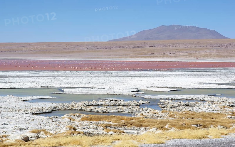 Laguna Colorada - Reserva nacional de fauna andina Eduardo Abaroa - Deserto do Lipez - Departamento de Potosi - Provincia Sud Lipez - Bolivia ATENÇÃO: NÃO PODEMOS REPRESENTAR ESSA IMAGEM FORA DA AMERICA LATINA