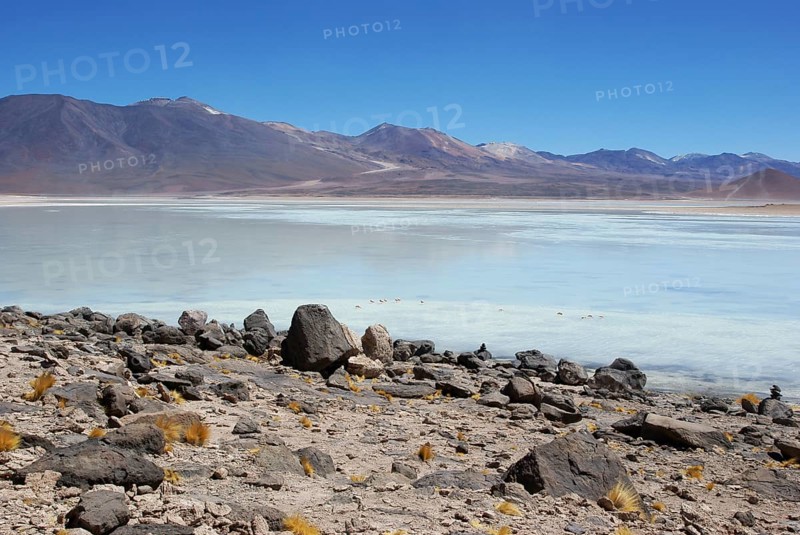 Laguna Blanca - Reserva nacional de fauna andina Eduardo Abaroa - Deserto do Lipez - Departamento de Potosi - Provincia Sud Lipez - Bolivia ATENÇÃO: NÃO PODEMOS REPRESENTAR ESSA IMAGEM FORA DA AMERICA LATINA