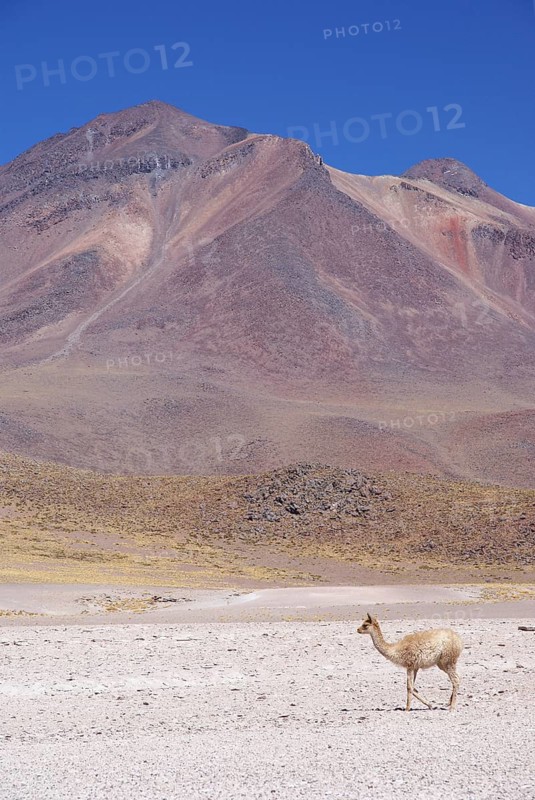 Sector Lagunas Miscanti y Miñiques, Los Flamencos Reserve National, Atacama Desert, Region de Antofagasta, Santiago, Chile