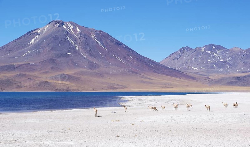 Laguna Miscanti, Los Flamencos Reserve National, Atacama Desert, Region de Antofagasta, Santiago, Chile