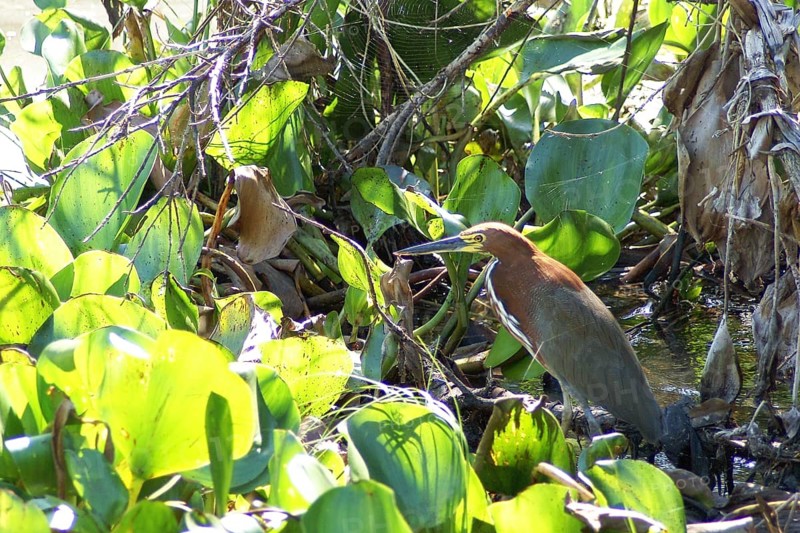 Soco-boi, Rufescent Tiger Heron, Tigrisoma lineatum, Pantanal, Mato Grosso do Sul, Brazil