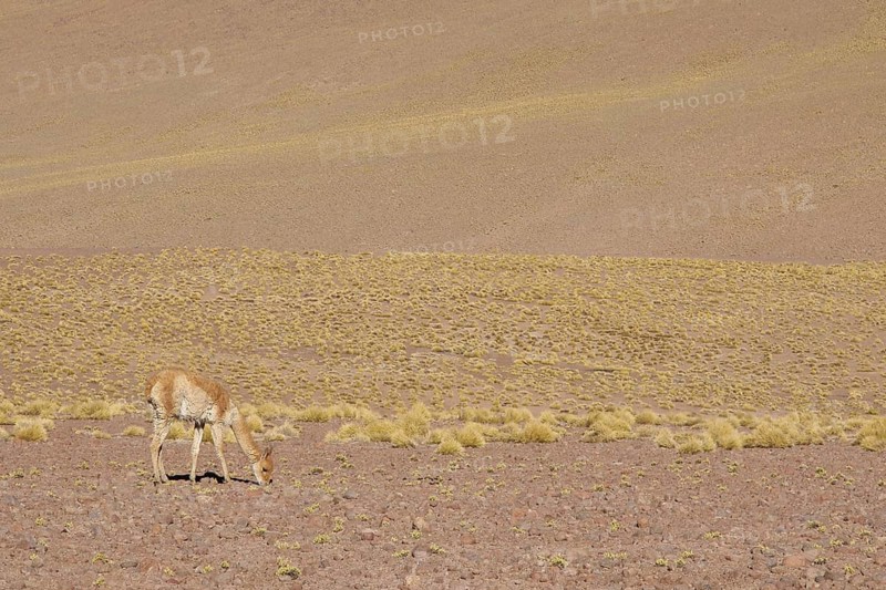 Atacama Desert, Region of Antofagasta, Santiago, Chile