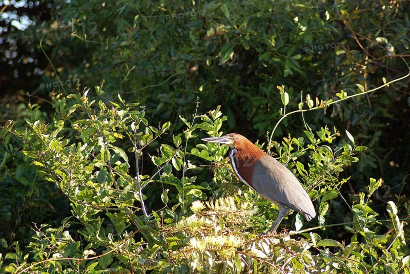 Soco-boi, Rufescent Tiger Heron, Tigrisoma lineatum, Pantanal, Mato Grosso do Sul, Brazil ATENÇÃO: NÃO PODEMOS REPRESENTAR ESSA IMAGEM FORA DA AMERICA LATINA