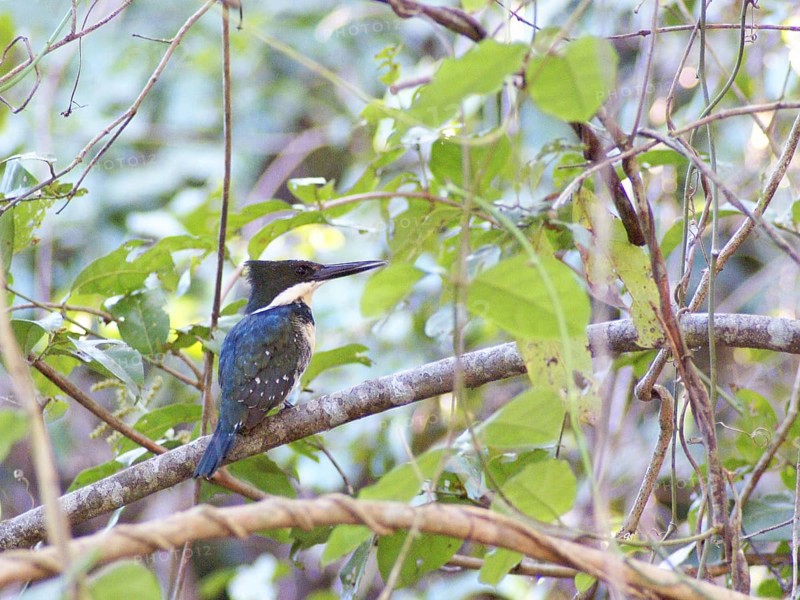 Martin-pescador-pequeno, macho, Green Kingfisher, Chloroceryle americana, Pantanal, Mato Grosso do Sul, Brazil ATENÇÃO: NÃO PODEMOS REPRESENTAR ESSA IMAGEM FORA DA AMERICA LATINA