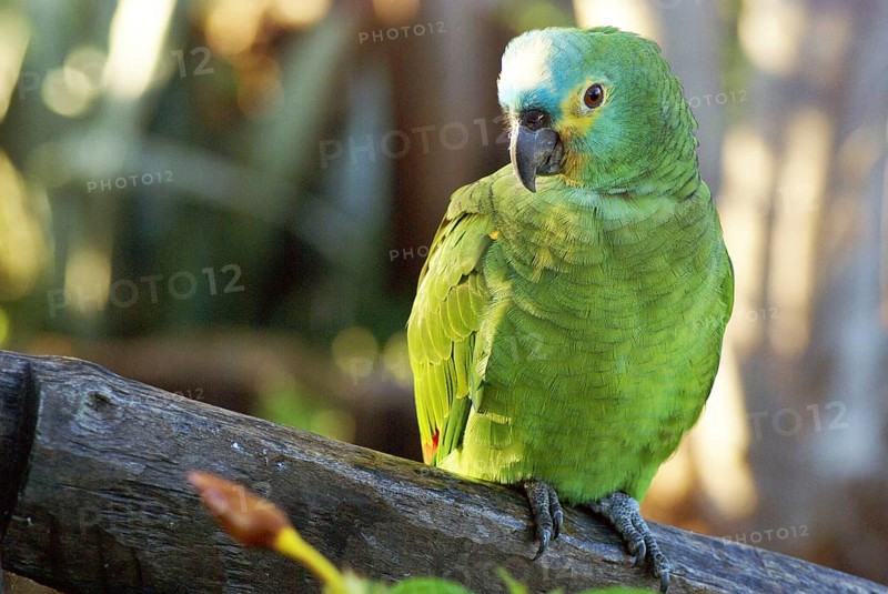 Parrot, Blue-fronted Parrot, Amazon aestiva, Pantanal, Mato Grosso do Sul, Brazil ATENÇÃO: NÃO PODEMOS REPRESENTAR ESSA IMAGEM FORA DA AMERICA LATINA