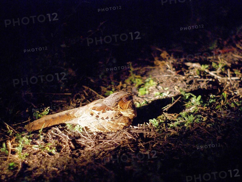 Curiango, Pauraque, Nyctidromus albicollis, Pantanal, Mato Grosso do Sul, Brazil ATENÇÃO: NÃO PODEMOS REPRESENTAR ESSA IMAGEM FORA DA AMERICA LATINA