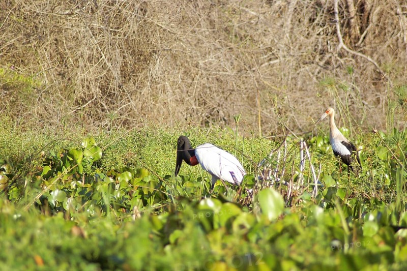 Tuiuiu or Jaburu, Jabiru Stork, Jabiru mycteria, Tabuiaia, Maguari Stork, Ciconia Maguari, Euxenura maguari, Pantanal, Mato Grosso do Sul, Brazil ATENÇÃO: NÃO PODEMOS REPRESENTAR ESSA IMAGEM FORA DA AMERICA LATINA