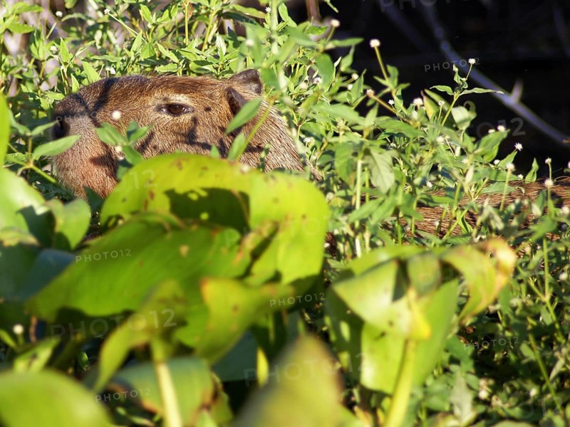 Animal, Capybara, Pantanal, Mato Grosso do Sul, Brazil ATENÇÃO: NÃO PODEMOS REPRESENTAR ESSA IMAGEM FORA DA AMERICA LATINA