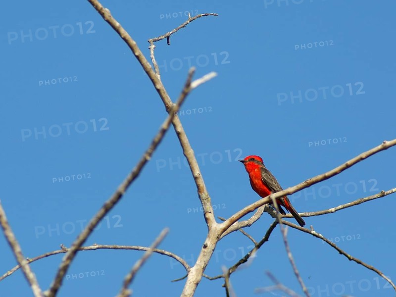 Príncipe, Verão, Vermilion Flycatcher, Pyrocephalus rubinus, Pantanal, Mato Grosso do Sul, Brazil