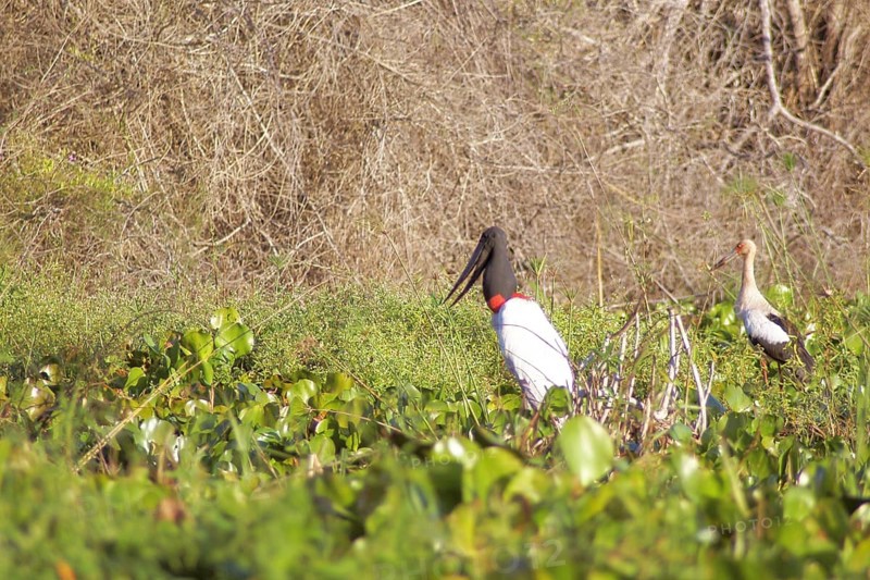 Tuiuiu or Jaburu, Jabiru Stork, Jabiru mycteria, Tabuiaia, Maguari Stork, Ciconia Maguari, Euxenura maguari, Pantanal, Mato Grosso do Sul, Brazil Tabuiaia / Maguari Stork (Ciconia Maguari / Euxenura maguari) ATENÇÃO: NÃO PODEMOS REPRESENTAR ESSA IMAGEM FORA DA AMERICA LATINA