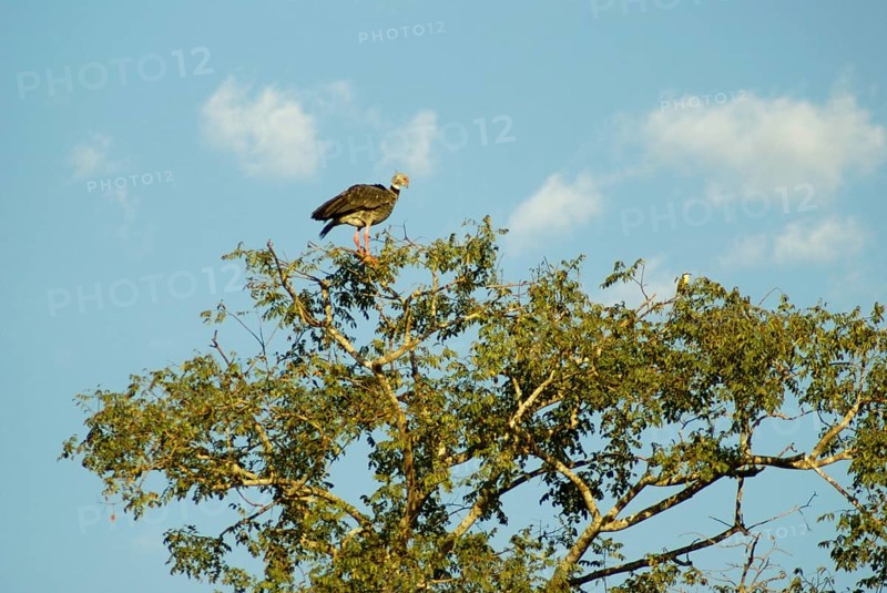 Tachã, Southern Screamer, Chauna torquata, Pantanal, Mato Grosso do Sul, Brazil ATENÇÃO: NÃO PODEMOS REPRESENTAR ESSA IMAGEM FORA DA AMERICA LATINA