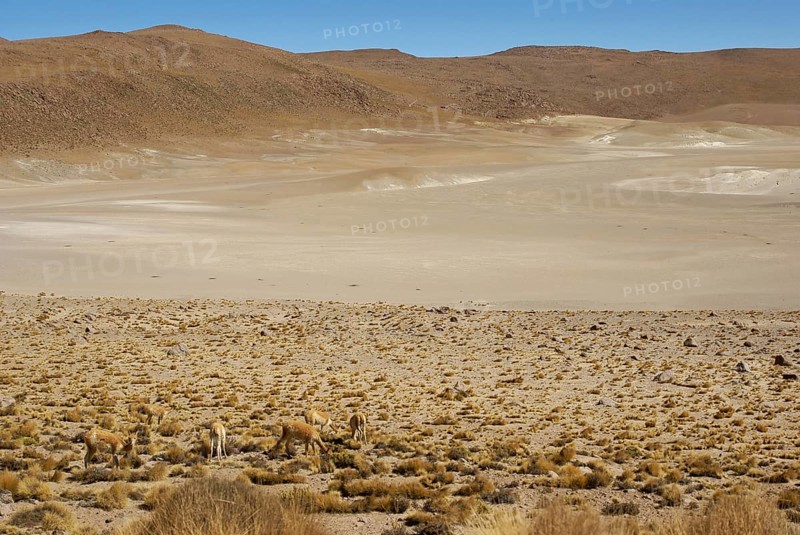 Atacama Desert, Region of Antofagasta, Santiago, Chile