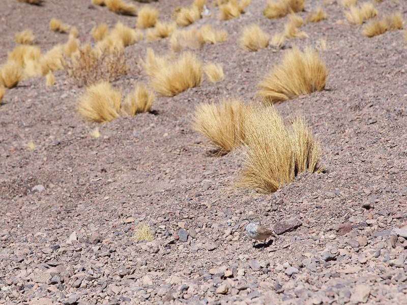 Sector Lagunas Miscanti y Miñiques, Los Flamencos Reserve National, Atacama Desert, Region de Antofagasta, Santiago, Chile