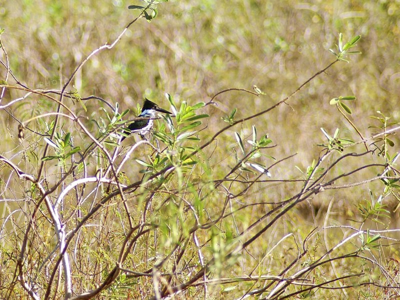 Amazonian Kingfisher femã, Pantanal, Mato Grosso do Sul, Brazil ATENÇÃO: NÃO PODEMOS REPRESENTAR ESSA IMAGEM FORA DA AMERICA LATINA