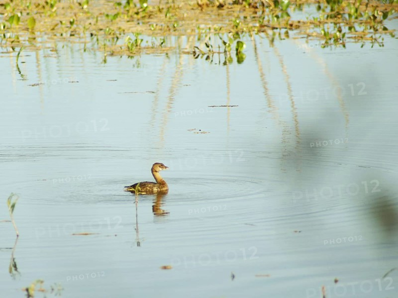 Grèbe-à-bec-bigarré, in French, Pantanal, Mato Grosso do Sul, Brazil ATENÇÃO: NÃO PODEMOS REPRESENTAR ESSA IMAGEM FORA DA AMERICA LATINA