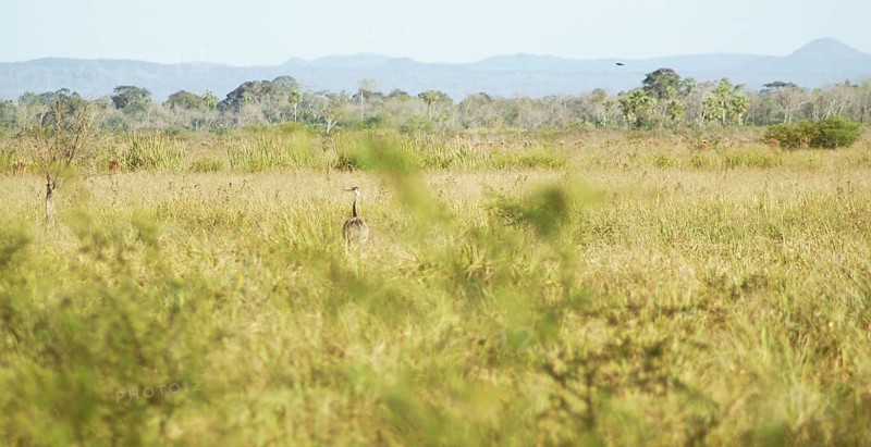 Emu, Rhea americana, Rheidae, Pantanal, Mato Grosso do Sul, Brazil ATENÇÃO: NÃO PODEMOS REPRESENTAR ESSA IMAGEM FORA DA AMERICA LATINA