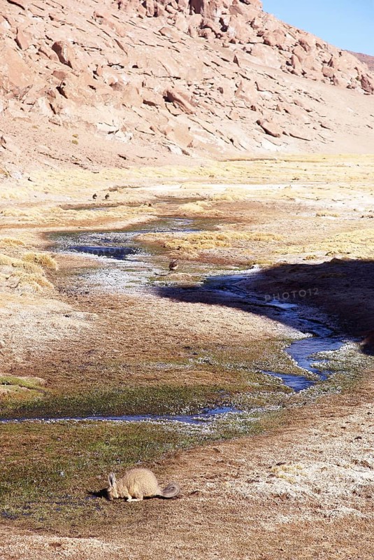 Thermal waters, Atacama Desert, Region of Antofagasta, Santiago, Chile
