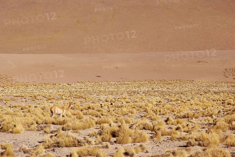 Atacama Desert, Region of Antofagasta, Santiago, Chile