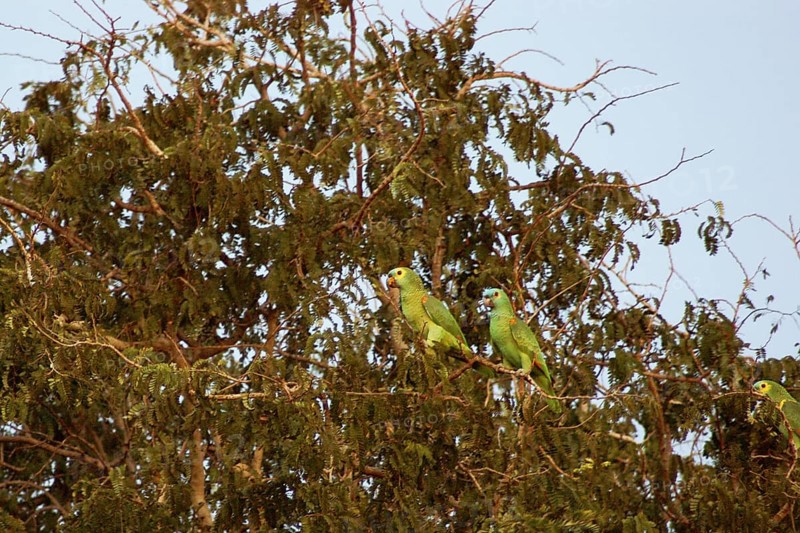 Parrots, Blue-fronted Parrot, Amazon aestiva, Pantanal, Mato Grosso do Sul, Brazil