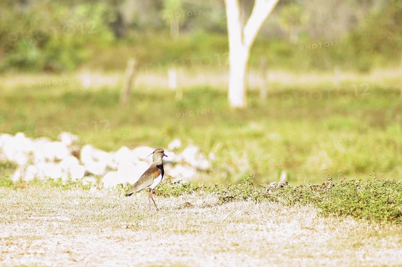 I want-want, Southern Lapwing, Vanellus chilensis, Pantanal, Mato Grosso do Sul, Brazil