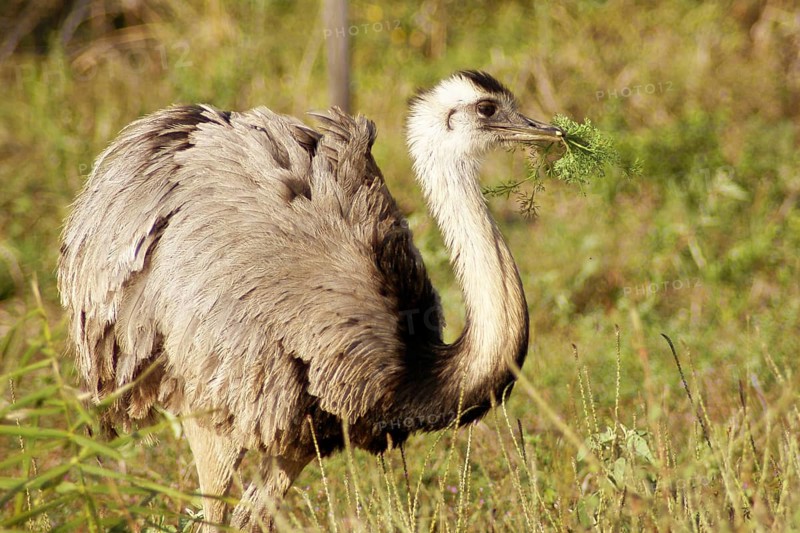 Emu, Pantanal, Mato Grosso do Sul, Brazil
