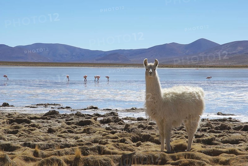 Desert of Lipez, Department of Potosi, Sud Lipez Province, La Paz, Bolívia