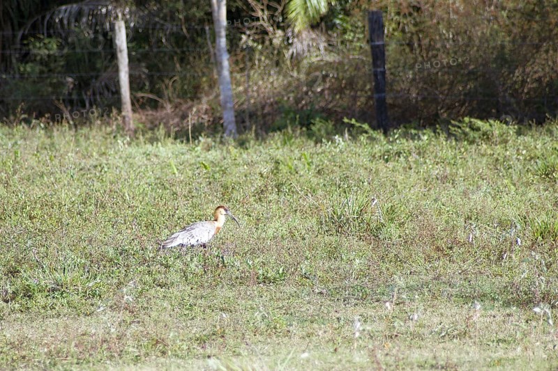 Curicaca-of-neck-yellow, Buff-necked Ibis, Theristicus caudatus, Pantanal, Mato Grosso do Sul, Brazil